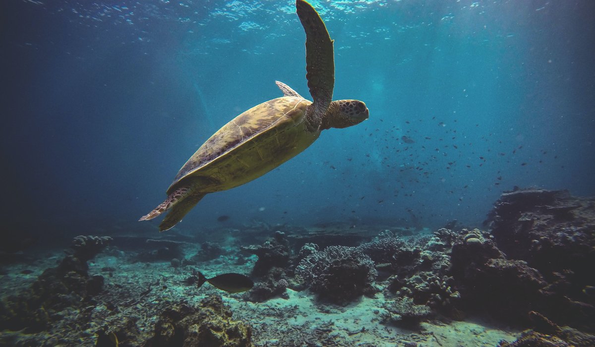 Sea turtle gliding through clear blue water above a shallow reef
